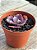 Echeveria king dragon - Imagem 2