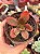 Echeveria fimbriata variegata - Imagem 1