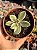 Graptoveria fred yves variegata (sem raiz) - Imagem 1