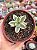 Graptoveria fred yves variegata - Imagem 1