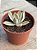 Graptoveria fred yves variegata (sem raiz) - Imagem 2