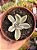 Graptoveria fred yves variegata (sem raiz) - Imagem 1