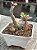 Senecio galpinii caudex - Imagem 2