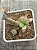 Senecio galpinii caudex - Imagem 3
