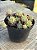 Graptopetalum macdougallii - Imagem 2