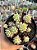 Graptopetalum macdougallii - Imagem 1