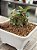 Dorstenia foetida 02 - Imagem 3