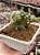 Dorstenia foetida 02 - Imagem 1