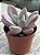 Pachyveria rose crown - Imagem 2