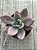 Pachyveria rose crown - Imagem 3
