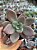 Pachyveria rose crown - Imagem 1