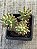 Sedum rubrotictum aurora - Imagem 3