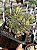 Sedum rubrotictum aurora - Imagem 1
