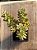 Sedum rubrotictum aurora - Imagem 3
