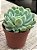 Echeveria raspberry ice - Imagem 2
