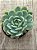 Echeveria raspberry ice - Imagem 3