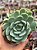 Echeveria raspberry ice - Imagem 1