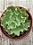 Echeveria dorothy - Imagem 3