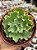 Echeveria dorothy - Imagem 1