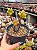 Crassula ovata hobbit (bonsai) - Imagem 1