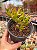 Crassula ovata hobbit (bonsai) - Imagem 1