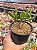 Crassula ovata hobbit (bonsai) - Imagem 1