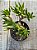 Crassula ovata hobbit - Imagem 2