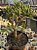 Crassula ovata hobbit - Imagem 1