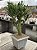 Crassula ovata hobbit 02 - Imagem 2