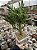 Crassula ovata hobbit 02 - Imagem 1