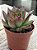 Echeveria red ebony - Imagem 2
