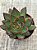 Echeveria red ebony - Imagem 3