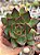 Echeveria red ebony - Imagem 1