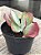 Kalanchoe fantastic - Imagem 2