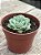Echeveria hiarium - Imagem 2