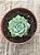 Echeveria hiarium - Imagem 3