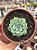 Echeveria hiarium - Imagem 1