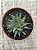 Aloe pepe - Imagem 3