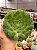 Aeonium tabuliforme - Imagem 1