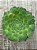 Aeonium tabuliforme - Imagem 3