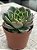 Echeveria san luis - Imagem 2