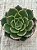 Echeveria san luis - Imagem 3