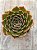Echeveria san luis - Imagem 3
