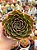 Echeveria san luis - Imagem 1