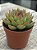Echeveria skat - Imagem 2