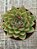 Echeveria skat - Imagem 3