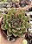 Echeveria skat - Imagem 1