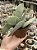 Crassula perfoliata var. falcata (novidade enorme) - Imagem 1