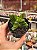Crassula benjamin - Imagem 1
