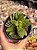 Crassula benjamin - Imagem 1